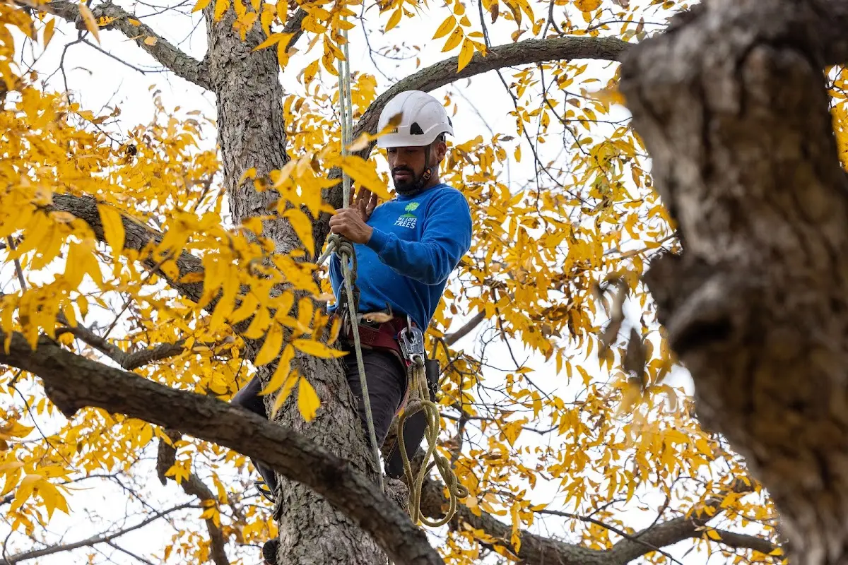 Skilled Tree Trimming crew working in Minden